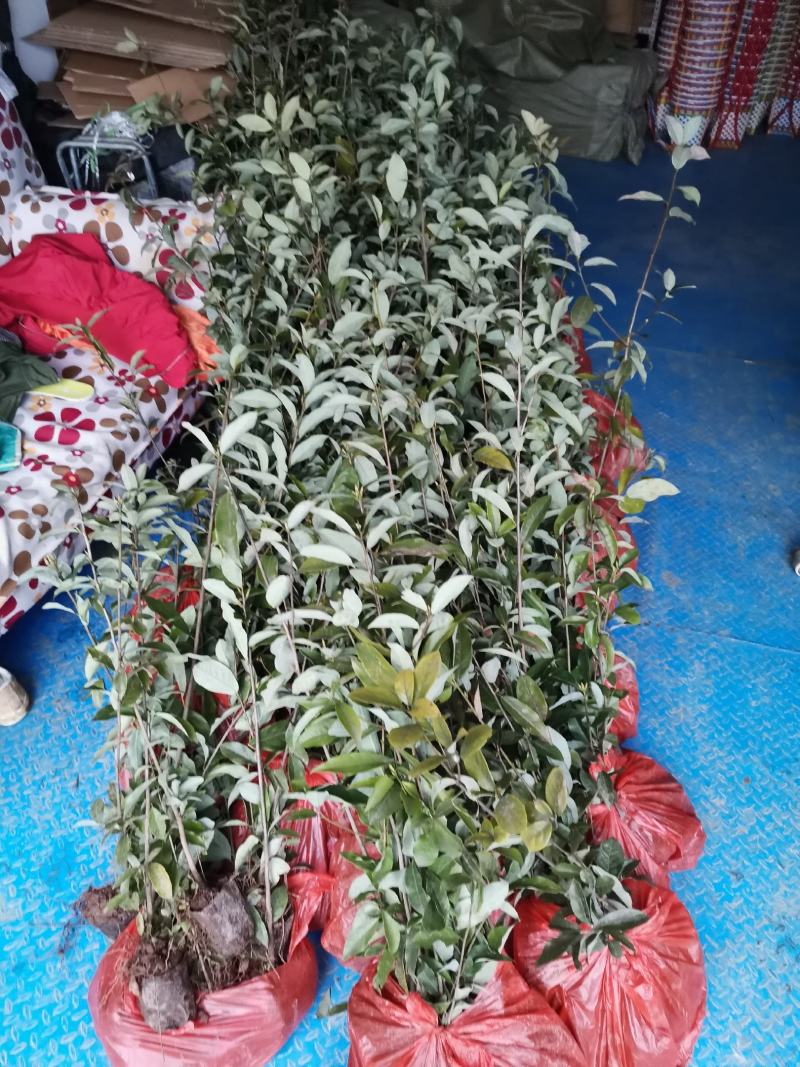 重庆老鹰茶树苗红茶白茶树苗老阴茶苗盆栽地栽食用植物嫩