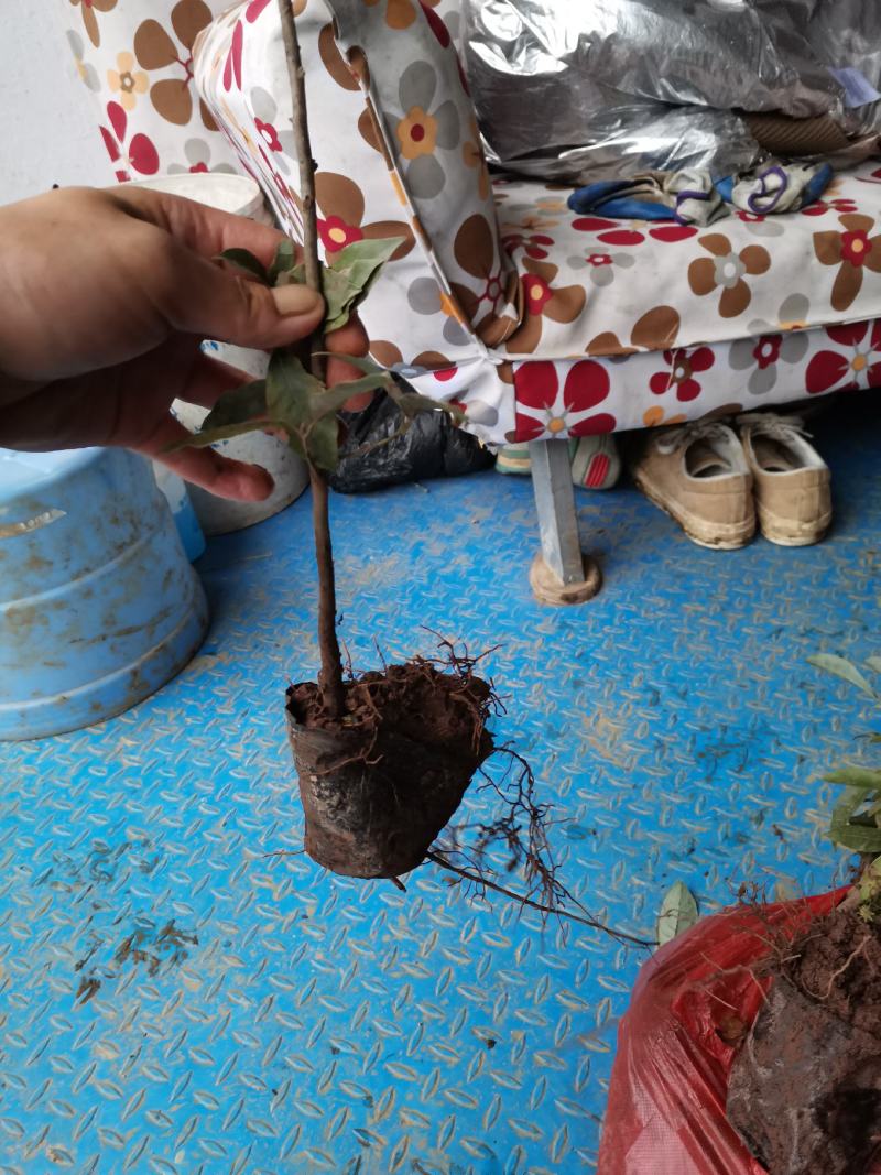 重庆老鹰茶树苗红茶白茶树苗老阴茶苗盆栽地栽食用植物嫩