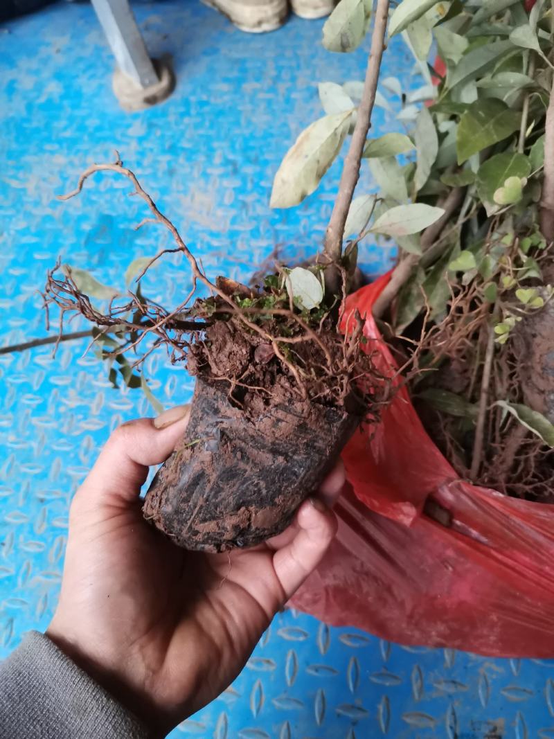 重庆老鹰茶树苗红茶白茶树苗老阴茶苗盆栽地栽食用植物嫩