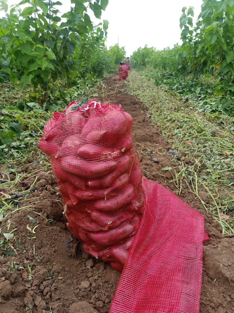 安徽商暑19原产地红薯干面甜产地直发一手货源商超、批发