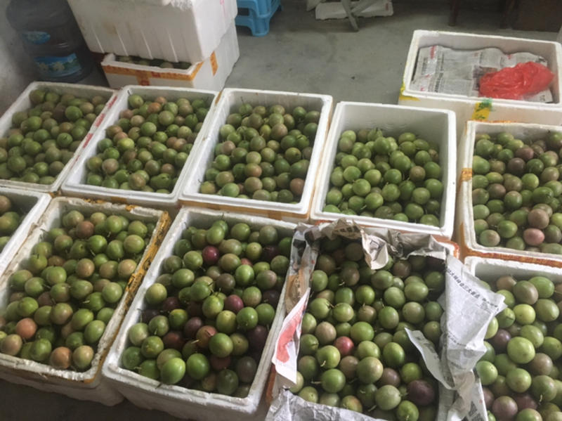 赣南百香果黄金果市场果-精装套袋果大量供应