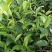 云南勐库大叶茶原生态不打农药人工除草