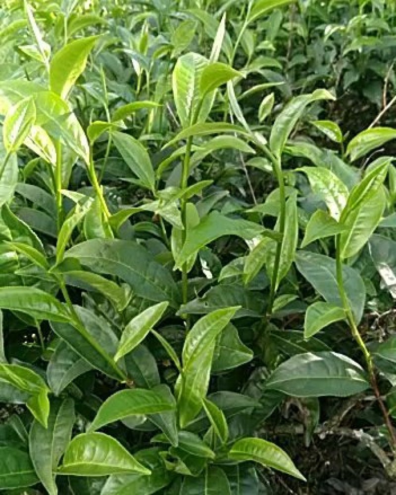 云南勐库大叶茶原生态不打农药人工除草