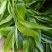 云南勐库大叶茶原生态不打农药人工除草