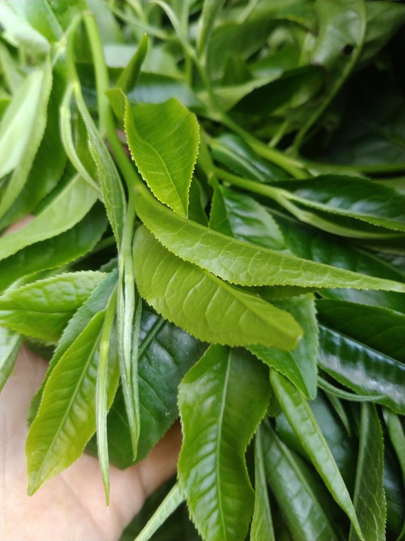 云南勐库大叶茶原生态不打农药人工除草