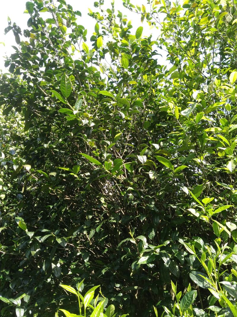 十万火急，因本人急需资金周转现处理一批今年春茶现有700