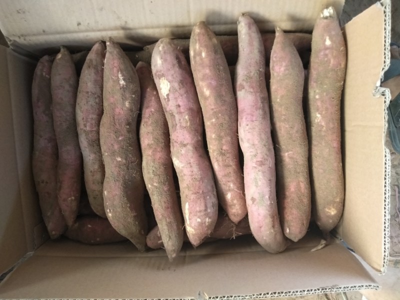 板栗红薯新鲜现挖货源充足加工厂红薯支持电商微商发货