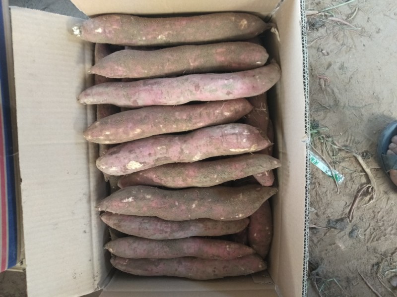 板栗红薯新鲜现挖货源充足加工厂红薯支持电商微商发货