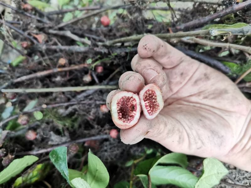 野地瓜苗地石榴苗野地瓜种苗防沙化绿化