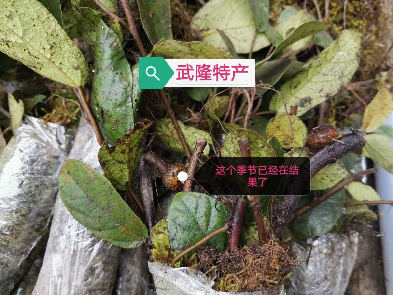 野地瓜苗地石榴苗野地瓜种苗防沙化绿化