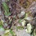 野地瓜苗地石榴苗野地瓜种苗防沙化绿化