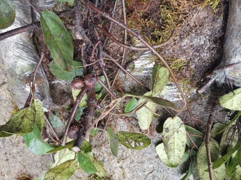 野地瓜苗地石榴苗野地瓜种苗防沙化绿化