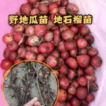 野地瓜苗地石榴苗野地瓜种苗防沙化绿化