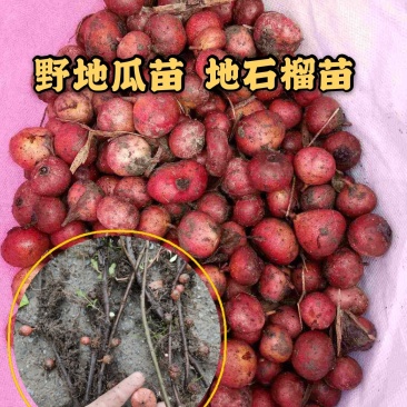 野地瓜苗地石榴苗野地瓜种苗防沙化绿化
