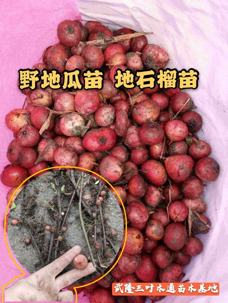 野地瓜苗地石榴苗野地瓜种苗防沙化绿化