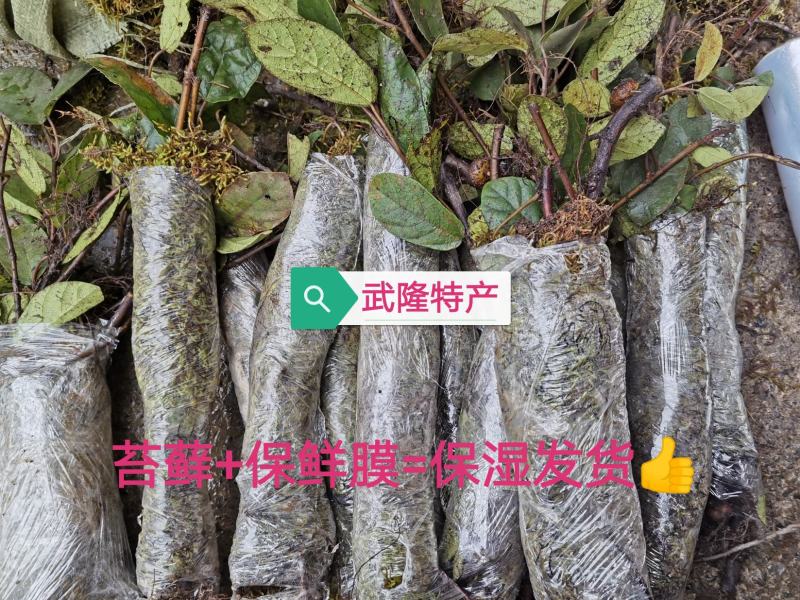 野地瓜苗地石榴苗野地瓜种苗防沙化绿化