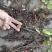 野地瓜苗地石榴苗野地瓜种苗防沙化绿化