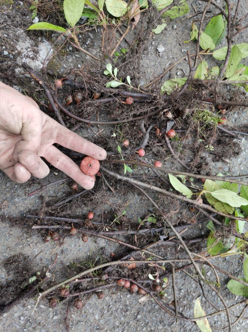 野地瓜苗地石榴苗野地瓜种苗防沙化绿化