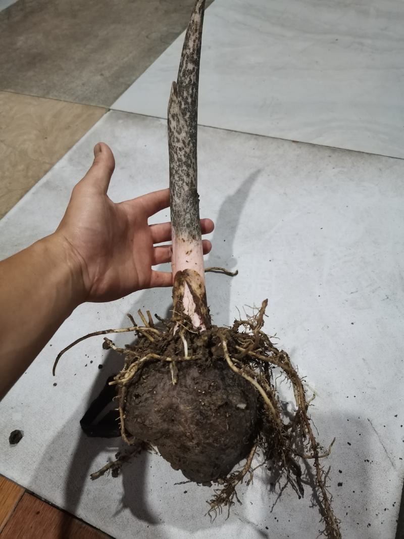 新鲜魔芋花魔芋商品魔芋重庆武隆本地花魔芋量大从优