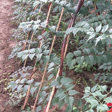 凌霄专卖墙壁庭院别墅种植