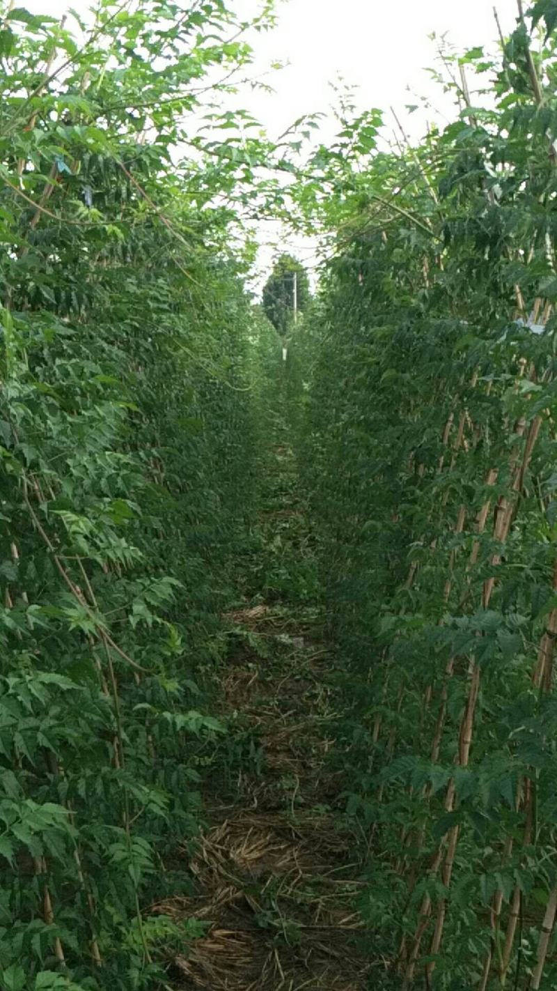 凌霄专卖墙壁庭院别墅种植