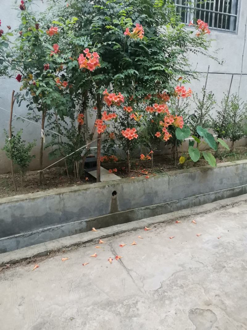 凌霄专卖墙壁庭院别墅种植