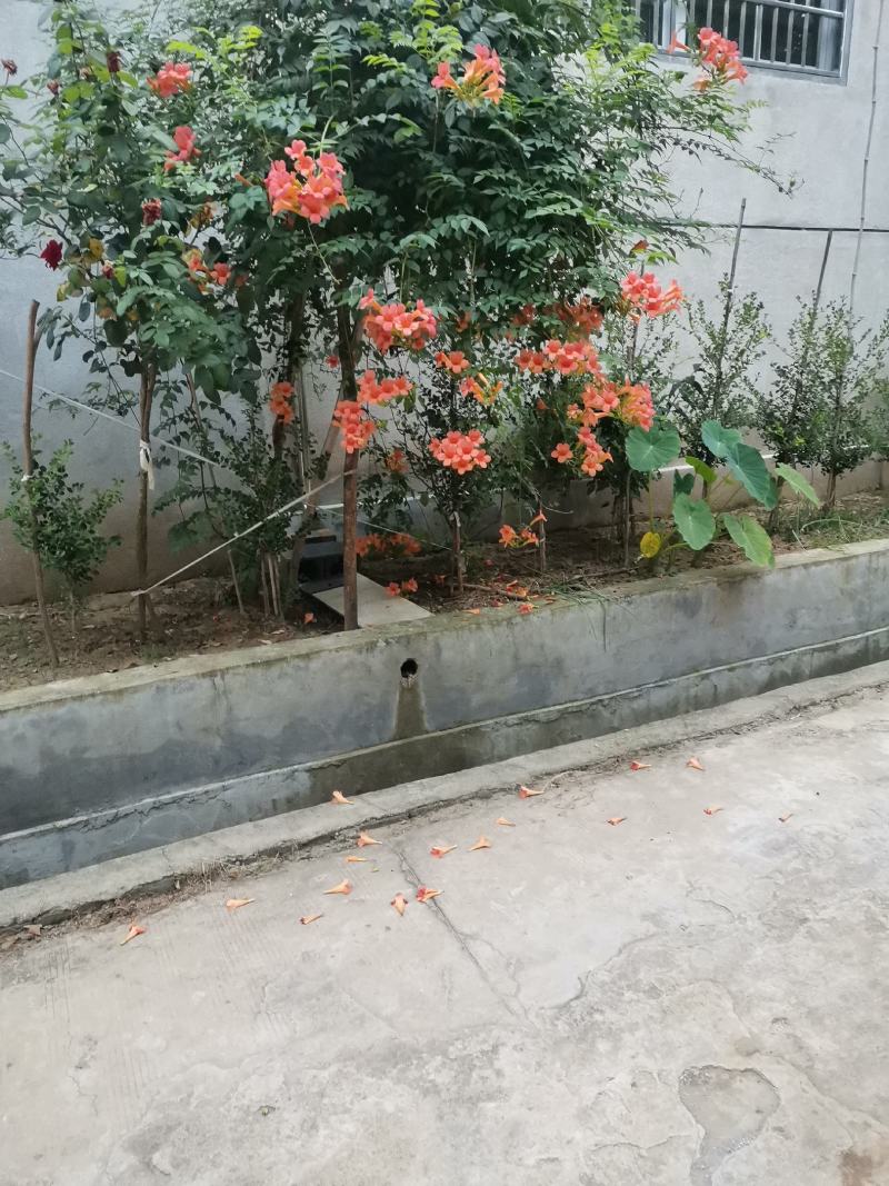 凌霄专卖墙壁庭院别墅种植