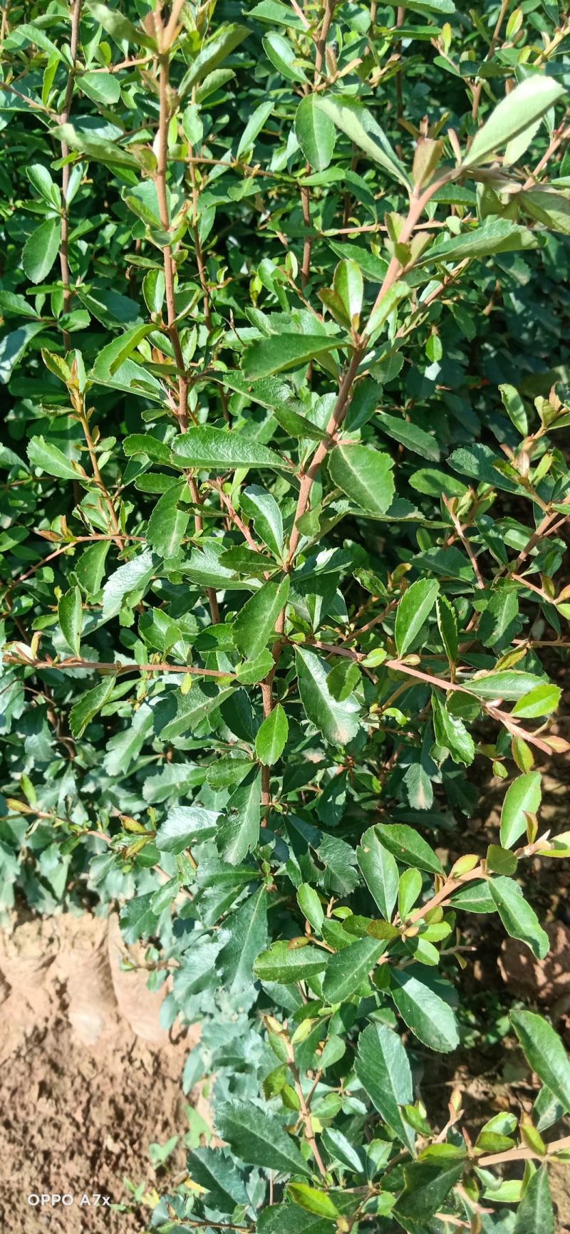 火蕀苗，火蕀，火把果苗，种苗培育，生长快