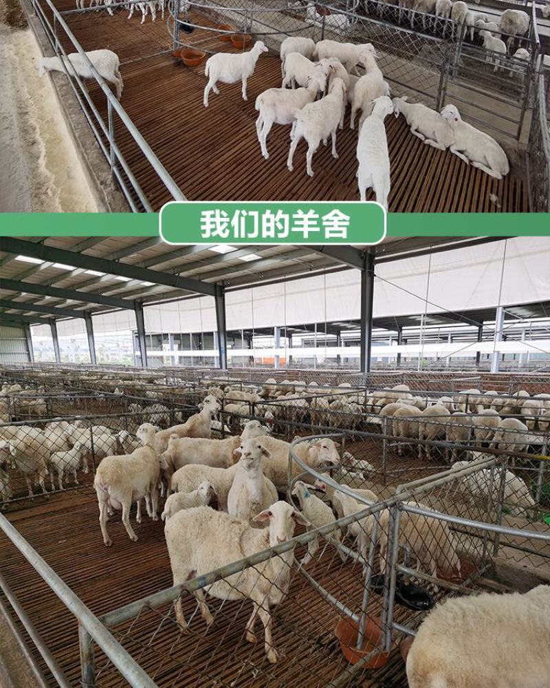 纯羊粪厂家直销量大优惠多多纯颗粒羊粪有机肥农家肥