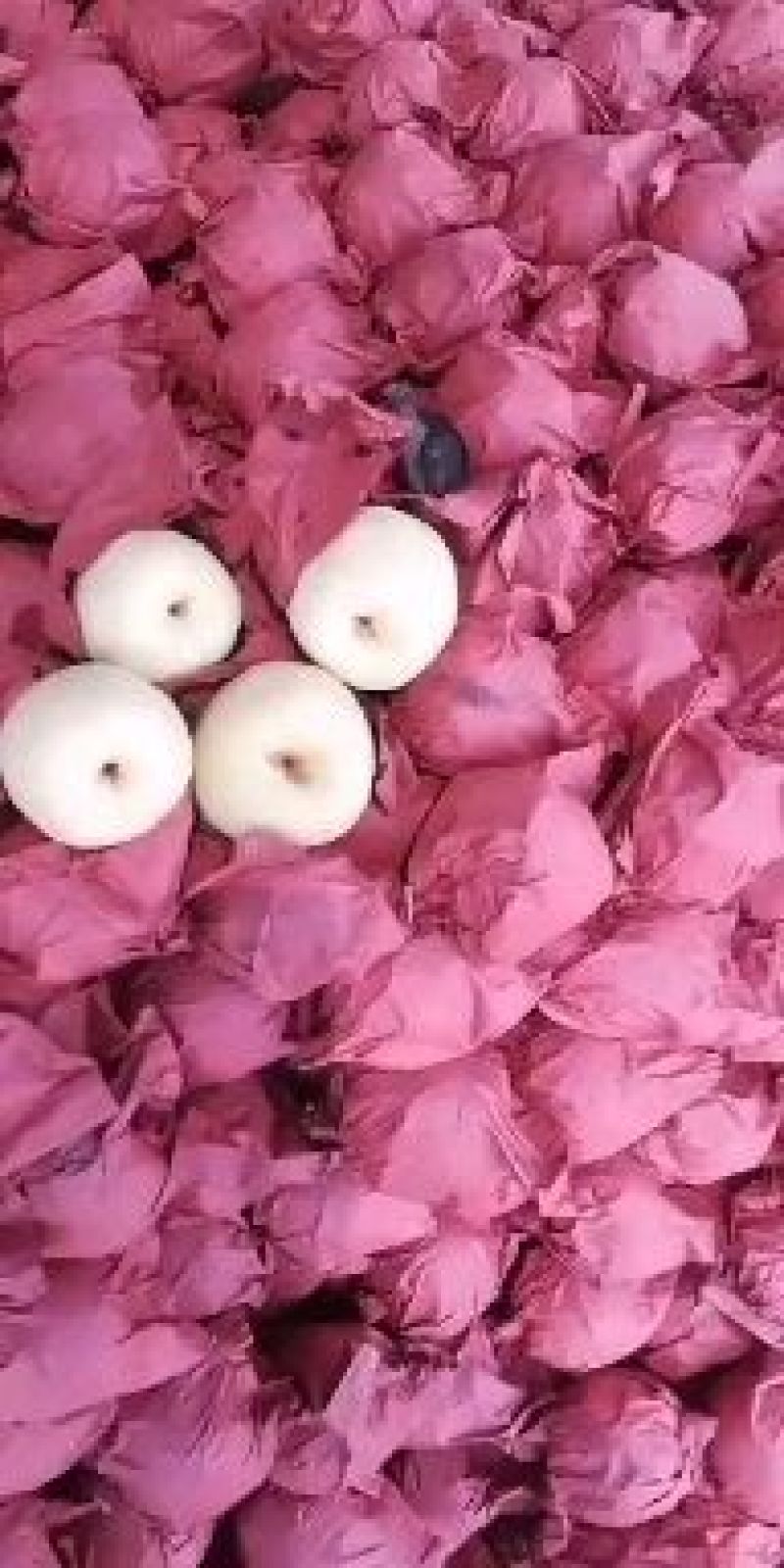 精品纸袋酥梨大量上市产地直发量大价优欢迎随时联系