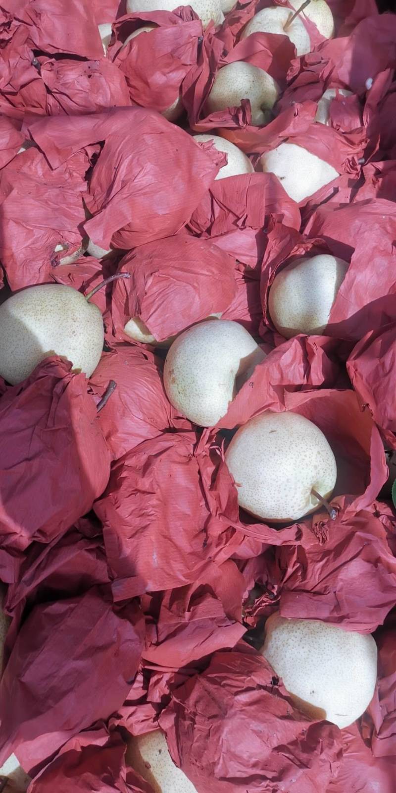 精品纸袋酥梨大量上市产地直发量大价优欢迎随时联系