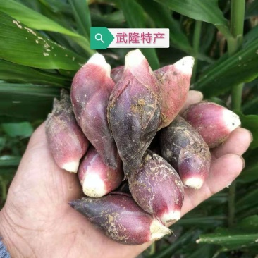 阳荷种根2020年新鲜阳荷种根洋河姜种根