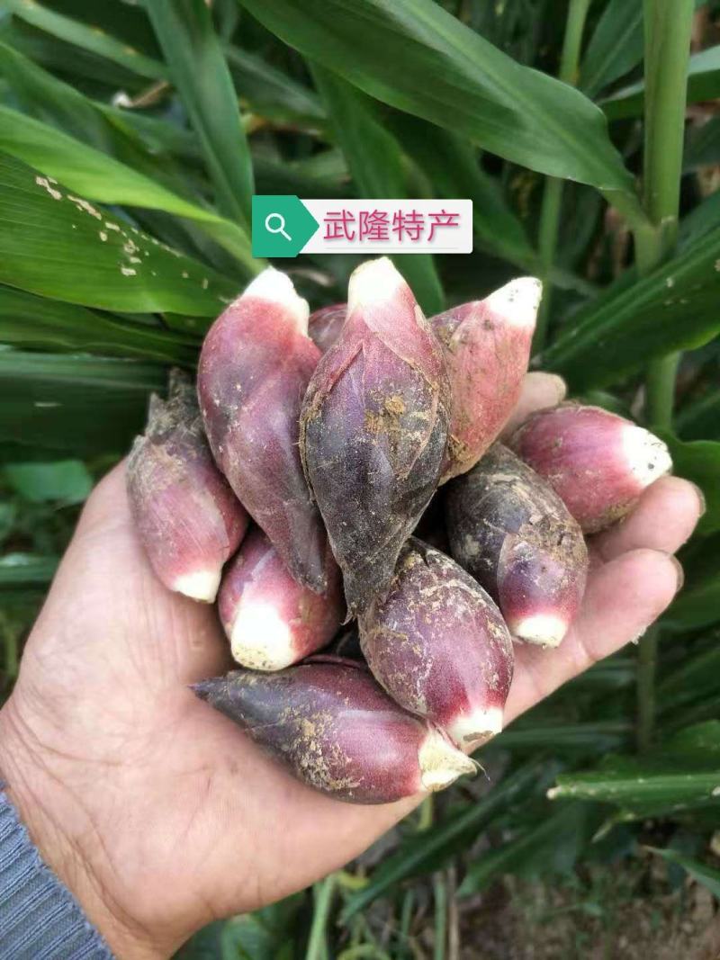 阳荷种根2020年新鲜阳荷种根洋河姜种根