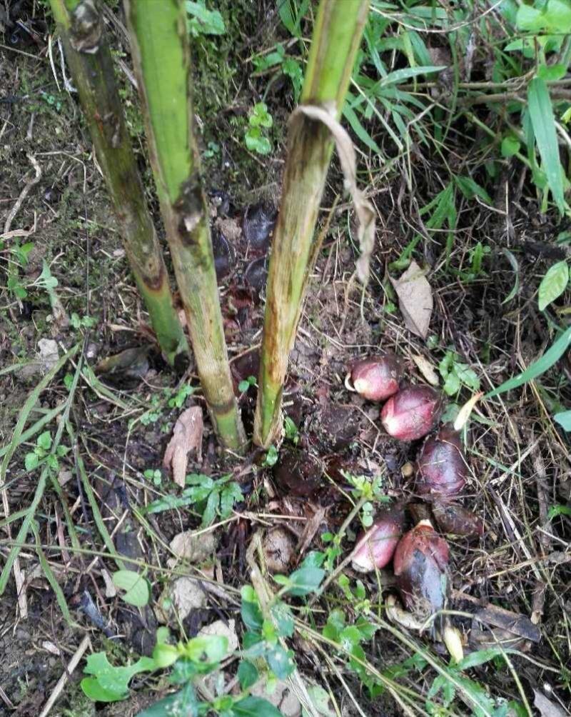阳荷种根2020年新鲜阳荷种根洋河姜种根