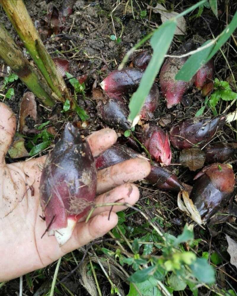 阳荷种根2020年新鲜阳荷种根洋河姜种根