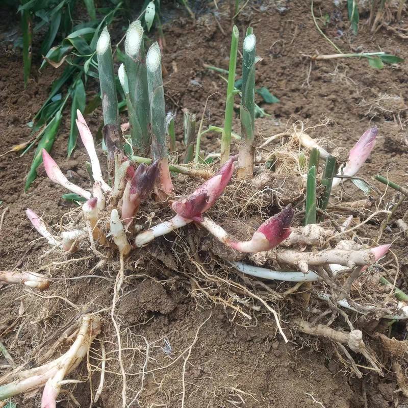 阳荷种根2020年新鲜阳荷种根洋河姜种根