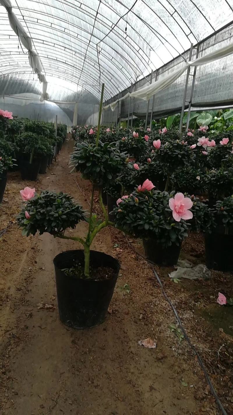 送礼招财造型杜鹃花盆景盆栽四季开花植物杜鹃花室内外植物带