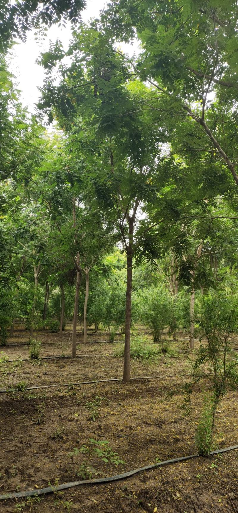 【荐】北栾，南栾，黄山栾树，10-15公分栾树产地，自产自销