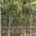 【荐】北栾，南栾，黄山栾树，10-15公分栾树产地，自产自销