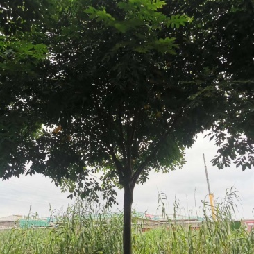 【荐】北栾，南栾，黄山栾树，10-15公分栾树产地，自产自销