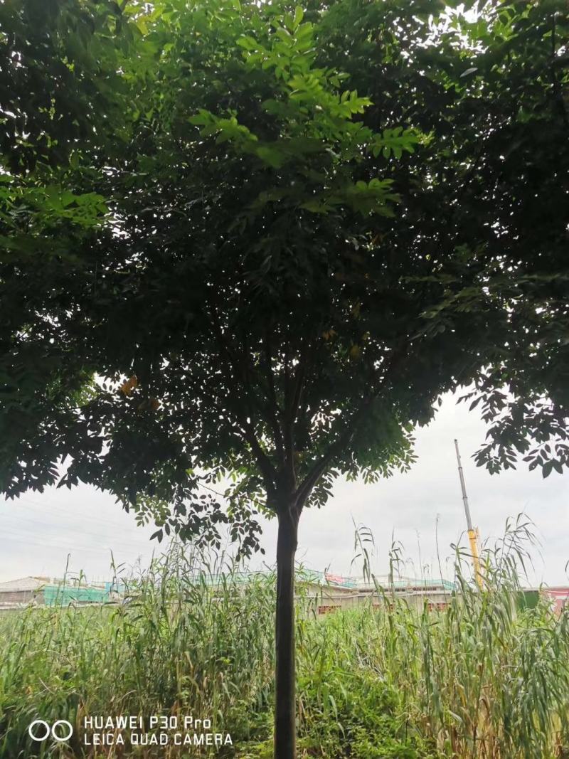 【荐】北栾，南栾，黄山栾树，10-15公分栾树产地，自产自销