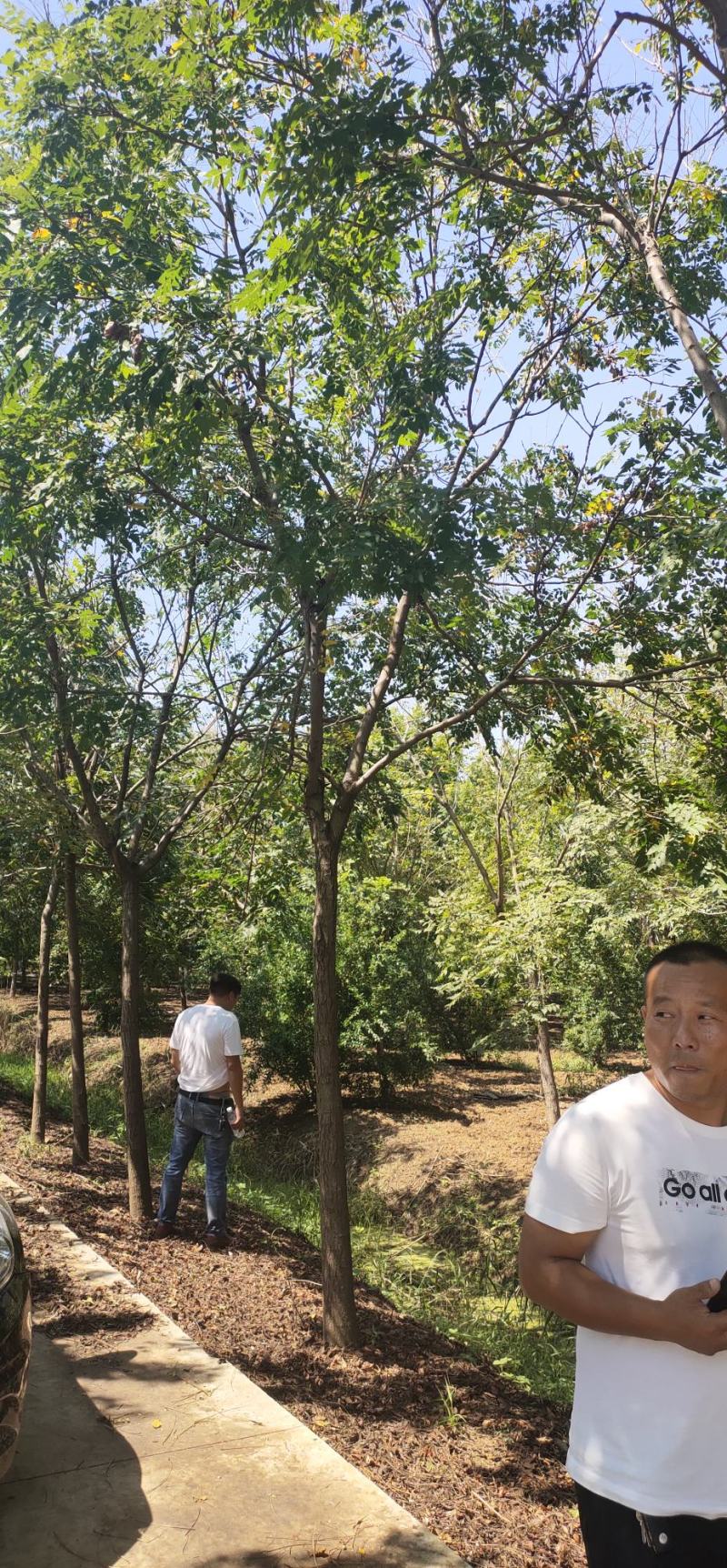 【荐】北栾，南栾，黄山栾树，10-15公分栾树产地，自产自销