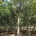 【荐】北栾，南栾，黄山栾树，10-15公分栾树产地，自产自销