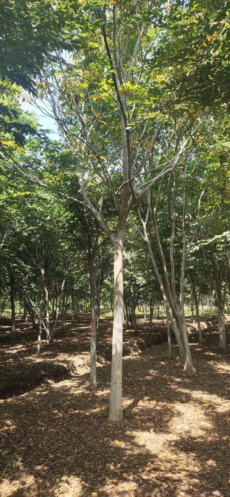 【荐】北栾，南栾，黄山栾树，10-15公分栾树产地，自产自销