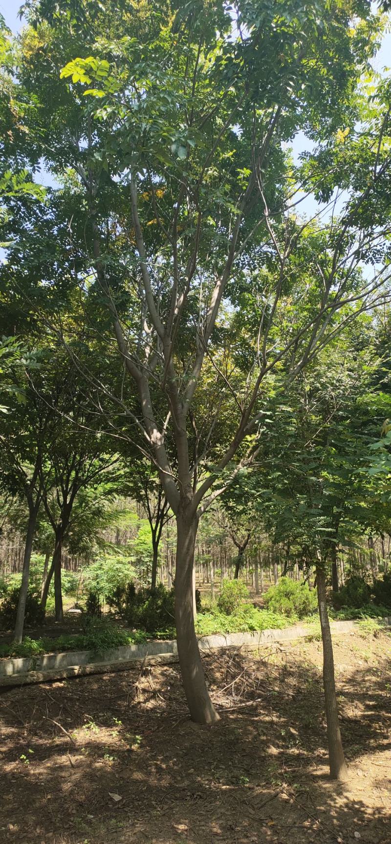 【荐】北栾，南栾，黄山栾树，10-15公分栾树产地，自产自销