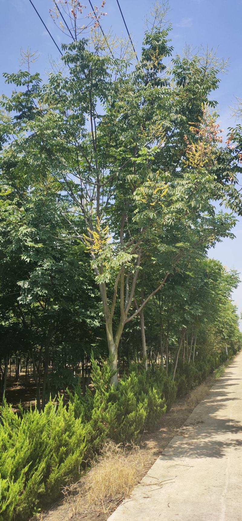 【荐】北栾，南栾，黄山栾树，10-15公分栾树产地，自产自销