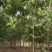 【荐】北栾，南栾，黄山栾树，10-15公分栾树产地，自产自销