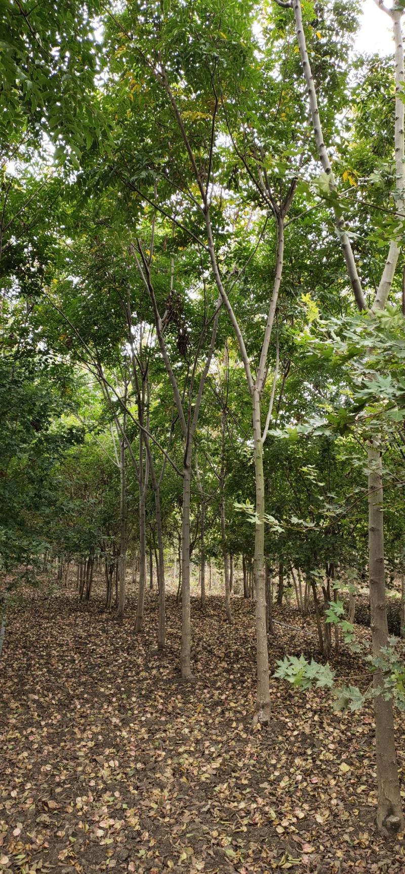 【荐】北栾，南栾，黄山栾树，10-15公分栾树产地，自产自销