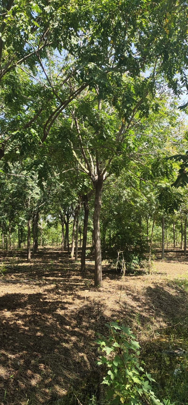 【荐】北栾，南栾，黄山栾树，10-15公分栾树产地，自产自销