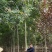 【荐】北栾，南栾，黄山栾树，10-15公分栾树产地，自产自销